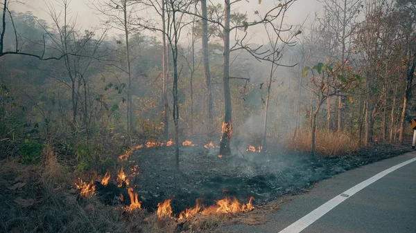 The climate crisis. Big Flame in national park while dry season. Destruction of raiforest by bushfires.