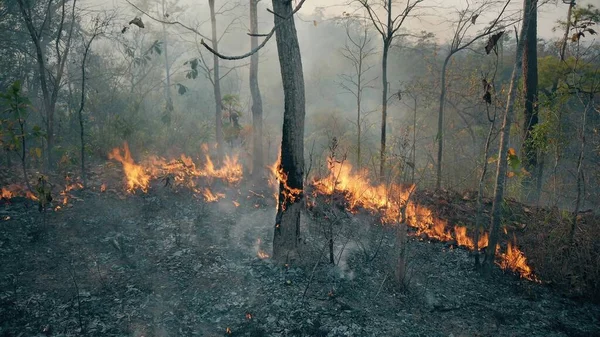 Klimakrisen Stor Flamme Nationalparken Tørkeperioden Skovbrandes Ødelæggelse Raiforest - Stock-foto