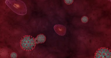Yüksek konsantrasyon Coronavirus hastalığı Covid-19. Virüs ve kırmızı kan hücrelerinin oluşturduğu animasyon grubu yaklaşıyor. 3B görüntüleme 4k