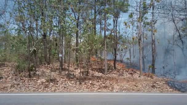La crise climatique. Incendie au sol dans le parc national pendant la saison sèche, la voiture roule le long de la route devant la caméra. Destruction des forêts tropicales par les feux de forêt. Cadres 4K — Video