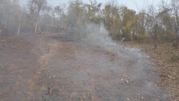 A queimar campos no campo. Crise de fazendas e ecossistemas. Névoa tóxica do fogo de prados secos. Vídeo aéreo 4k . — Vídeo de Stock