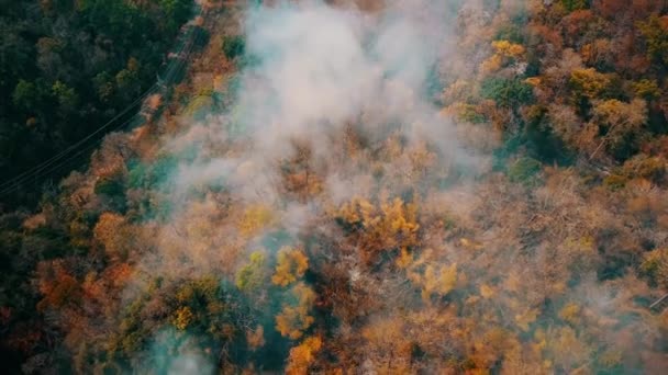 Дым лесных пожаров. Вырубка лесов и климатический кризис. Ядовитый туман от пожаров в тропических лесах. Аэровидео 4k . — стоковое видео