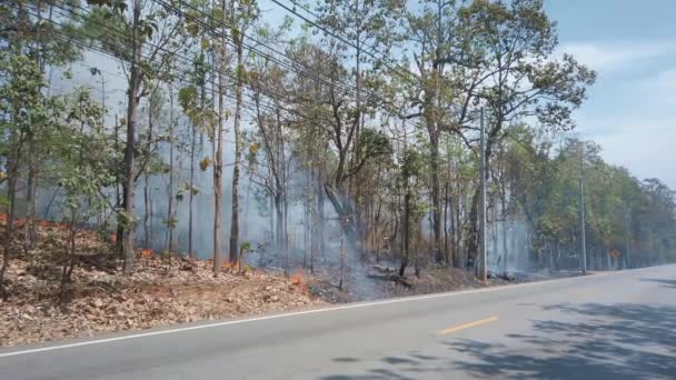 Климатический кризис. Наземный пожар в национальном парке во время сухого сезона, автомобиль едет вдоль дороги перед камерой. Уничтожение тропических лесов лесными пожарами. 4K-кадры — стоковое видео