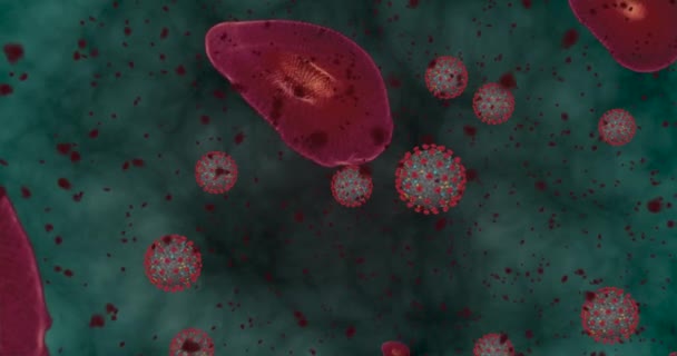 Alta concentrazione Malattia di Coronavirus Covid-19. Gruppo di animazione di virus e globuli rossi da vicino. rendering 3D 4k — Video Stock