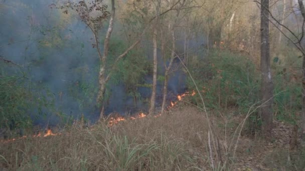 Klimatická krize. Plamen a kouř v národním parku. Zničení deštného pralesa povrchovým požárem. Záběr 4k — Stock video