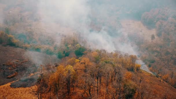 Orman yangını dumanı. Ormanların tahrip edilmesi ve iklim krizi. Yağmur ormanlarındaki yangınlardan kaynaklanan zehirli sis. Hava videosu 4k. — Stok video
