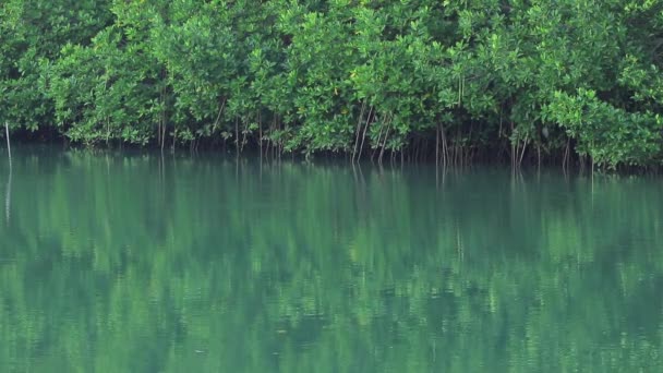 Ondulaciones en la superficie verde del agua y las raíces de los manglares — Vídeos de Stock