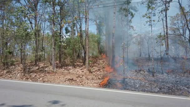 Die Klimakrise. Während die Trockenzeit im Nationalpark brennt, fährt das Auto vor laufender Kamera die Straße entlang. Zerstörung von Regenwäldern durch Waldbrände. 4K-Rahmen — Stockvideo