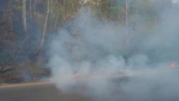 Климатический кризис. Поверхностный огонь и дым в парке рядом с дорогой. Уничтожение лесов огнем. Видеозапись 4k — стоковое видео