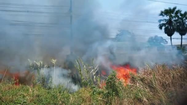 Bushfire near road in national park. Climate change crisis. Dry vegetation fire in dry season. Fotage 4k — Stock Video