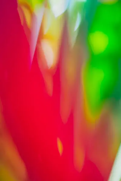 Абстрактный Цветочный Размытый Фон Тропические Пальмы Оставляют Макрофотографию Красивый Фон — стоковое фото