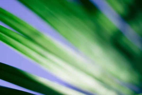 Abstract Floral Blurred Background Tropical Palm Leave Macro Photography Beautiful — Stock Photo, Image