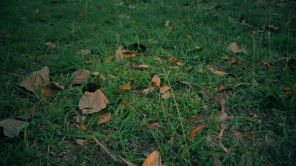 Lixo Pilha espalhada no parque. Conceito de problema de poluição ambiental. Vídeo 4K — Vídeo de Stock