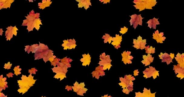 Fallende Herbstblätter auf schwarzem Hintergrund. Animation zur Thanksgiving-Halloween-Party. Loop 4K. — Stockvideo