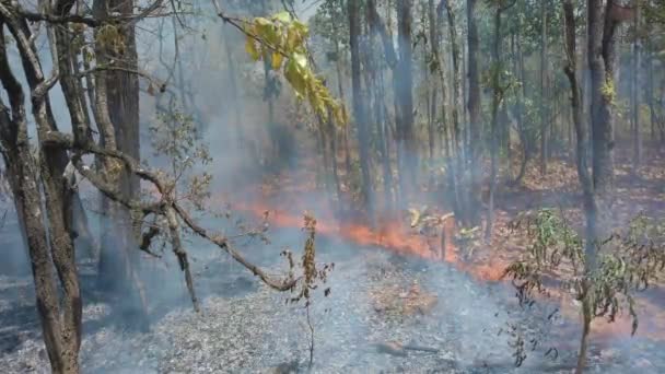 Crise Climática Big Flame Parque Nacional Enquanto Estação Seca Destruição — Vídeo de Stock