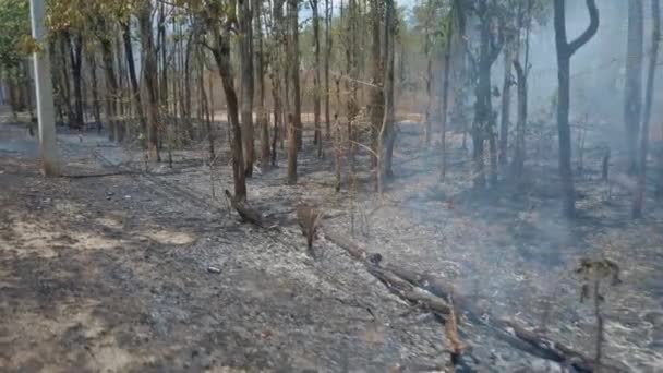 Klimaatcrisis Big Flame Het Nationale Park Tijdens Het Droge Seizoen — Stockvideo