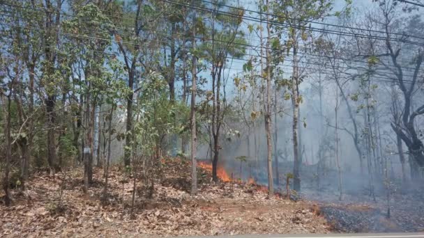 Crisis Climática Incendio Parque Nacional Mientras Que Estación Seca Coche — Vídeos de Stock