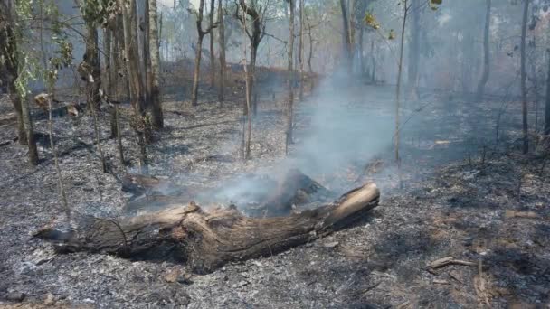 Klimaatcrisis Big Flame Het Nationale Park Tijdens Het Droge Seizoen — Stockvideo