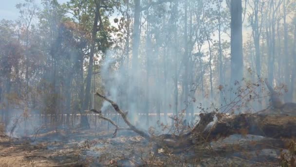 Kryzys Klimatyczny Wielki Płomień Parku Narodowym Podczas Pory Suchej Zniszczenie — Wideo stockowe