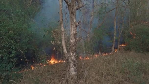 Климатический Кризис Большое Пламя Национальном Парке Время Сухого Сезона Уничтожение — стоковое видео