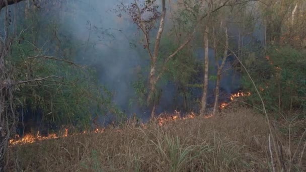 Klímaválság Nagy Láng Nemzeti Parkban Száraz Évszakban Raiforest Elpusztítása Bozóttűzzel — Stock videók