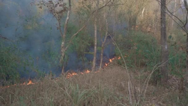 Klim Krizi Kurak Mevsimde Ulusal Park Büyük Alev Çalı Yangınları — Stok video