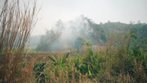 Coltivazione Fiamme Campagna Crisi Agricola Ecosistemica Nebbia Tossica Causata Dal — Video Stock