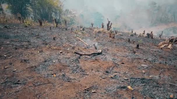 Криза Глобального Потепління Знищуйте Спалюйте Сільське Господарство Зміна Клімату Вирубка — стокове відео
