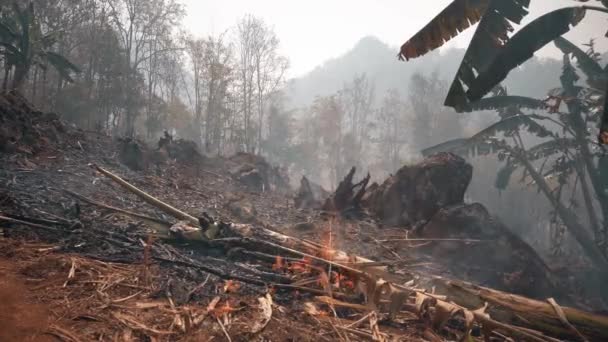 Klimakrise Große Flamme Nationalpark Während Der Trockenzeit Zerstörung Des Regenwaldes — Stockvideo