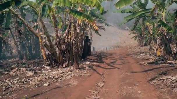气候危机 大火在国家公园的旱季 森林被森林大火摧毁 图象4K — 图库视频影像