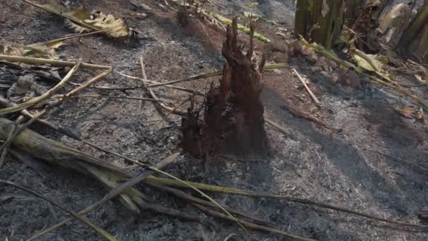 Crise Climática Big Flame Parque Nacional Enquanto Estação Seca Destruição — Vídeo de Stock