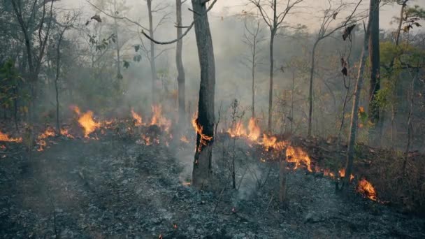 Klimatkrisen Big Flame Nationalparken Torrperioden Förstörelse Skog Vid Skogsbränder Bilder — Stockvideo