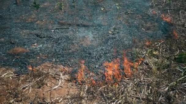 Brännande Gröda Landsbygden Kris Inom Jordbruk Och Ekosystem Giftigt Dis — Stockvideo