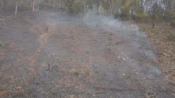 Crise Climática Big Flame Parque Nacional Enquanto Estação Seca Destruição — Vídeo de Stock