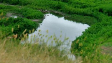 Yaz, gün, tepeden nehre ön planda çimlerle manzara. Buryatia, Selenga nehri..