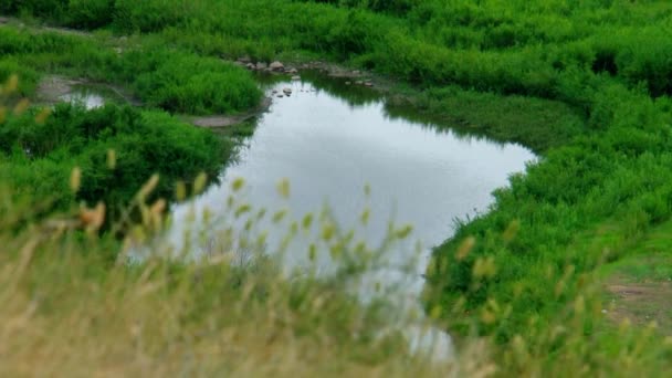 Літо День Вид Пагорба Річку Травою Передньому Плані Бурятія Річка — стокове відео