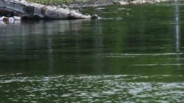 Balık oltası, yaz günü nehirde yüzer. Bobber ile olta atmak ve balık yakalamak için kafes kullanmak. Doğa arkaplanı