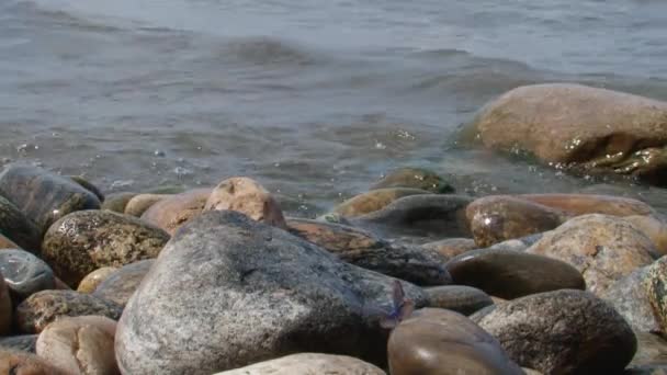 Mariposa Cerca Sentada Piedra Fondo Agua Del Lago — Vídeos de Stock