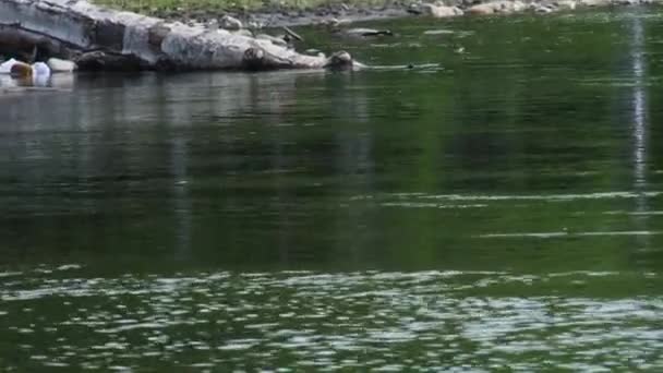 夏天的时候 钓竿和浮在河里 用吊钩和笼笼吊钩钓到的鱼 自然背景 — 图库视频影像