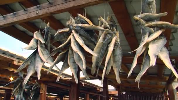 Rusya Baykal Omul Balık Pazarı Makroyu Kapat — Stok video