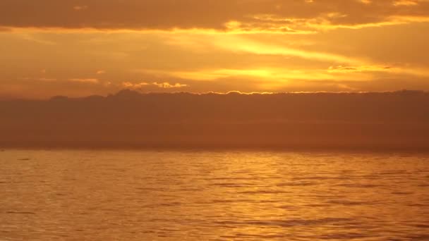 Zonnige Mistige Ochtend Rivier Mist Zon Een Eenzame Meeuw Vliegt — Stockvideo