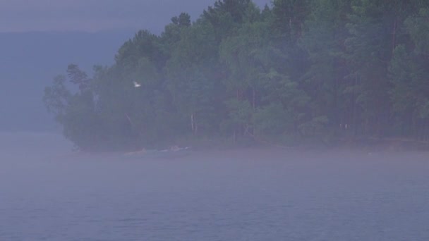 Mattina Soleggiata Nebbiosa Sul Fiume Nebbia Sole Gabbiano Solitario Vola — Video Stock
