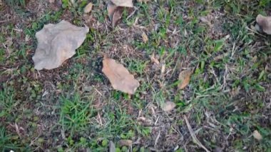 Çimlere saçılmış çöp yığını. Çevresel kirlilik kavramı. 4K video