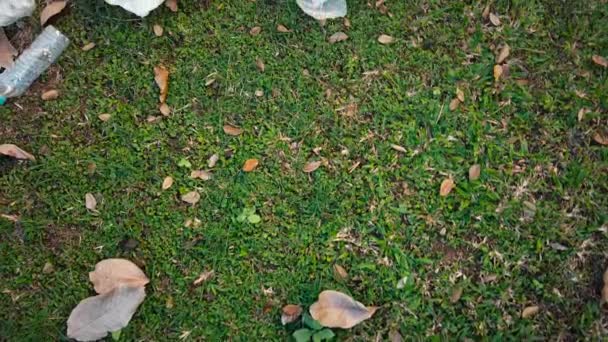 Çimlere Saçılmış Çöp Yığını Çevresel Kirlilik Kavramı Video — Stok video