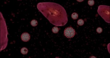 Yüksek konsantrasyon Coronavirus hastalığı Covid-19. Virüs ve kırmızı kan hücrelerinden oluşan animasyon grubu mikroskop altında toplanıyor. 3B görüntüleme 4k