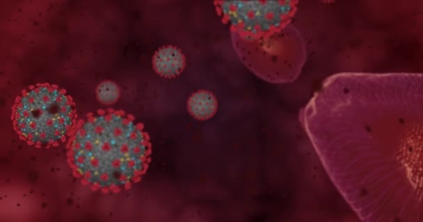 코로나 바이러스 Coronavirus 작용을 일단의 바이러스와 적혈구는 현미경으로 가까이에 있습니다 — 비디오
