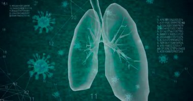 360 düşük çokgen akciğerli, koronavirüs hücreli 3D model ve artan sayıda ve diyagramlı animasyon. 4k