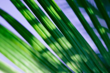 Soyut çiçekli bulanık arkaplan. Tropik avuç içi makro fotoğrafçılığı bırakır. Web tasarımı için güzel arkaplan