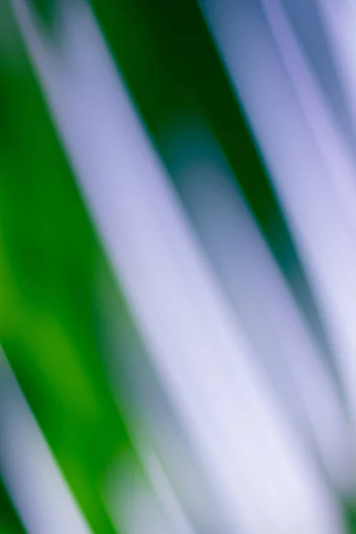 Abstrato Floral Desfocado Fundo Palma Tropical Deixar Macrofotografia Cenário Bonito — Fotografia de Stock