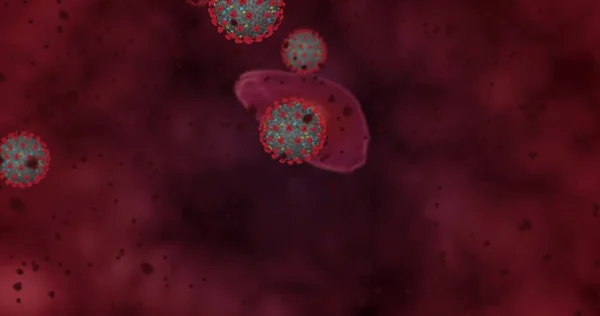 Concentration Élevée Coronavirus Covid Groupe Animation Virus Globules Rouges Microscope — Photo